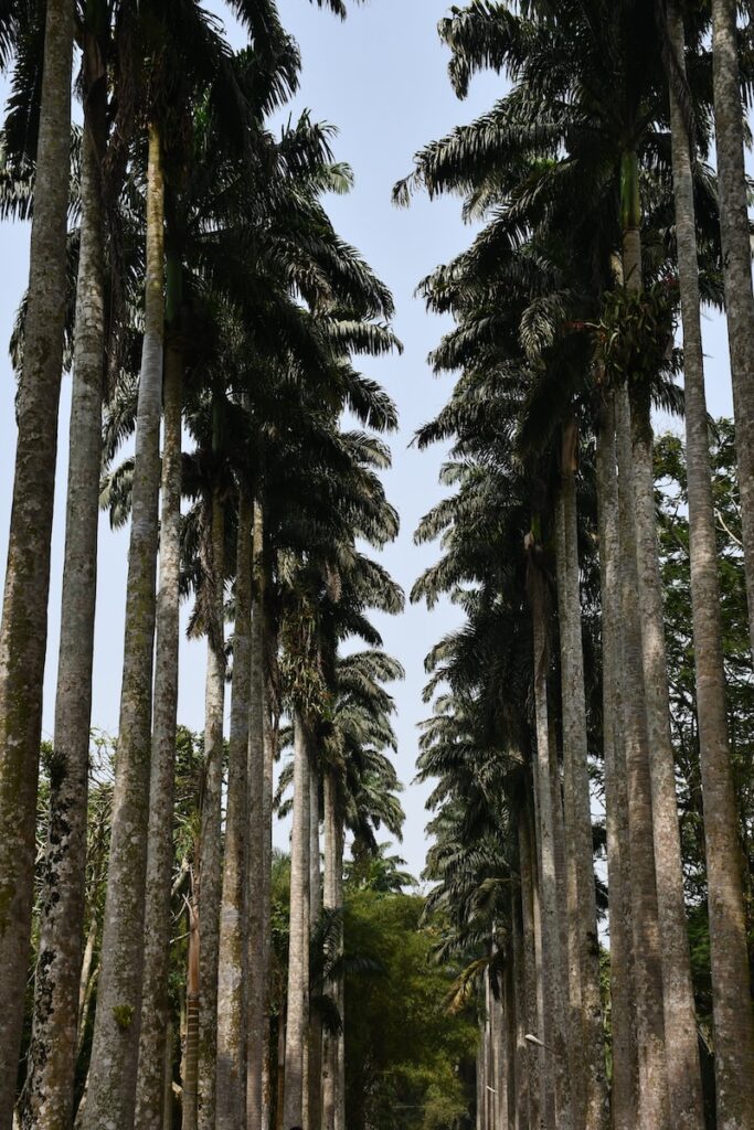 Aburi Gardens - a group of tall palm trees in a forest