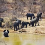 mole national park, ghana, west africa