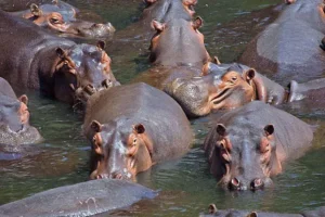 Wechiau Hippo Sanctuary