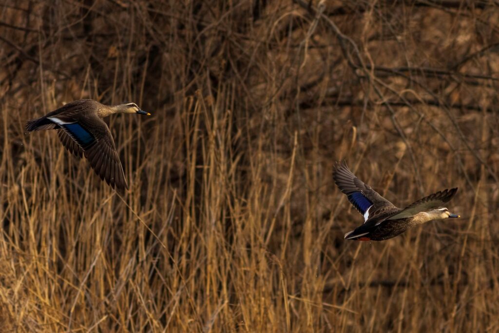 two flying mallard ducks