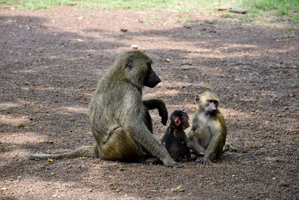 black monkey sitting on ground during daytime