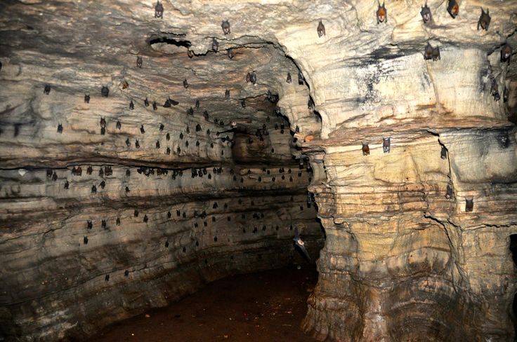 Buoyem Sacred grove and Bat cave