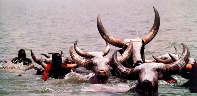 Dinka Cattle Cult – The Symbolic Heart of South Sudan